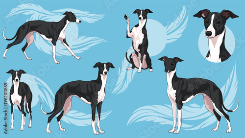 Italian greyhound dog poses in black and white colors on a blue background decorated with large soft feathers.