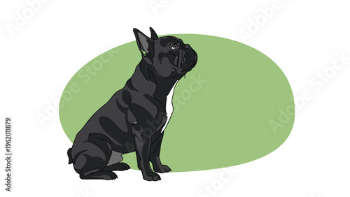 Black and white french bulldog dog sitting and looking up with large ears against a green oval shaped background.