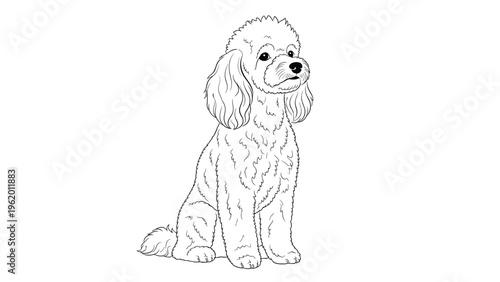 White poodle dog sitting calmly and looking to the side illustrated as a detailed black and white line art drawing.