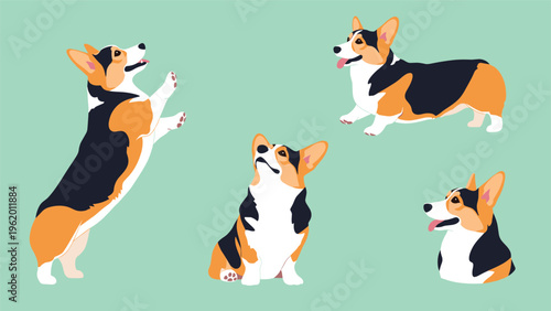 Welsh corgi pembroke dog in several poses like jumping sitting and looking up against a solid green background.