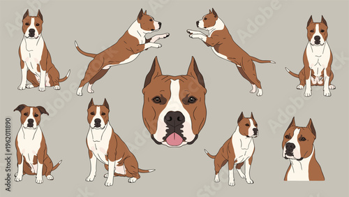 American staffordshire terrier or pitbull dog in multiple poses including sitting jumping and close up head portrait.