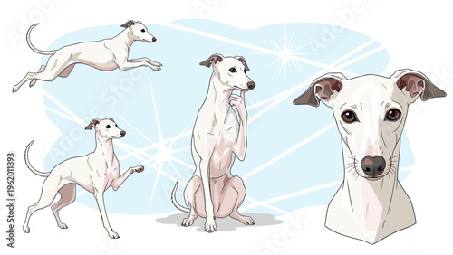 White italian greyhound dog in various poses including running sitting and waving its paw on a light blue background.