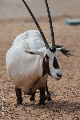 Quadro su tela Oryx sandy habitat