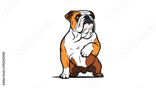 Classic illustration of an English Bulldog sitting and looking up with its characteristic muscular build and wrinkled face.