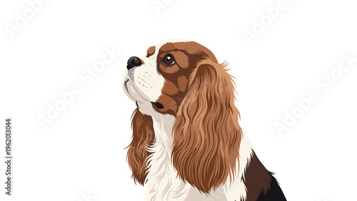 Side profile of a beautiful cavalier king charles spaniel dog looking up with large dark eyes and long silky ears.