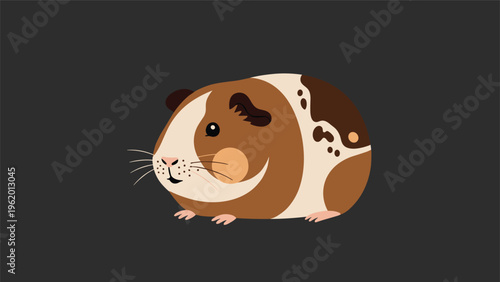 Adorable brown and white guinea pig with dark spots looking forward with its small whiskers on a dark background.