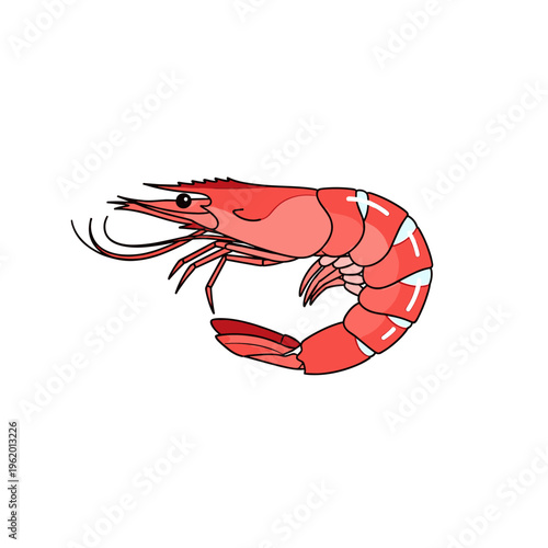 A detailed illustration of a single red shrimp with white markings on its segmented body and curved tail.