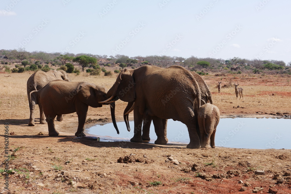 Fototapeta premium Elefanten am Wasserloch im Tsavo East Nationalpark in Kenia