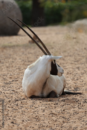 Foto Oryx sandy habitat