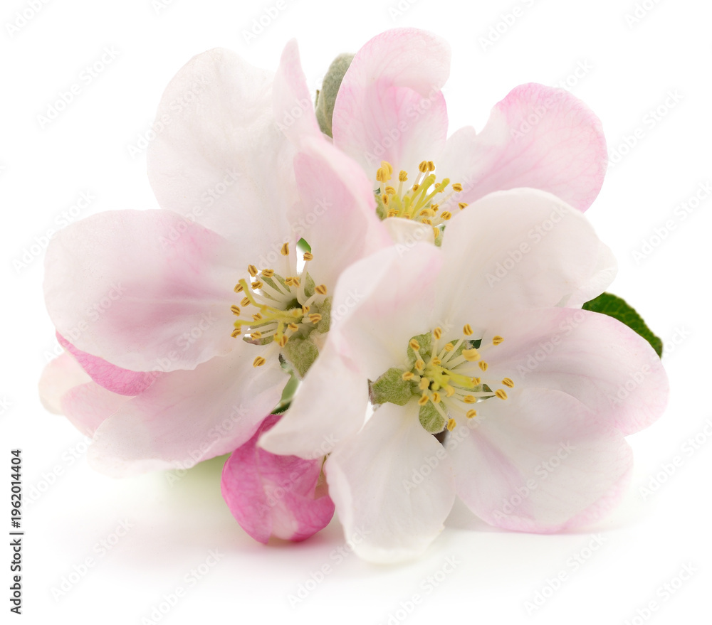 Fototapeta premium Apple tree blossoms with pink buds isolated on white