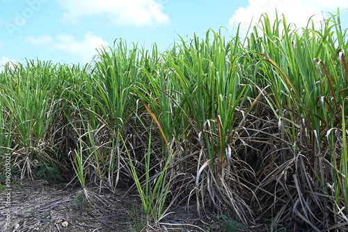Canne à sucre pour sucre de canne