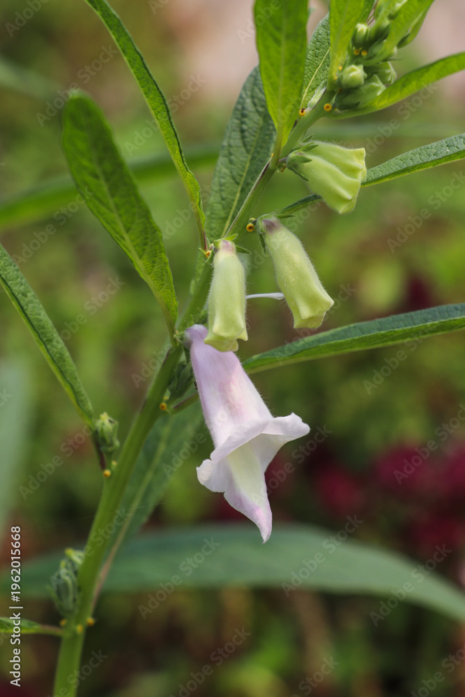 Obraz premium White flower blooming downward on stem showing active flowering stage clearly