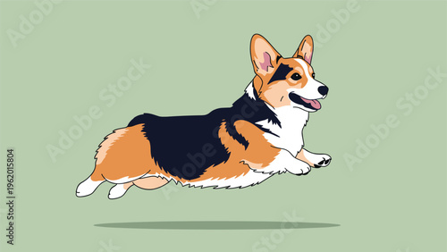 Tricolor welsh corgi pembroke leaping gracefully through the air with a happy expression on a soft green background.