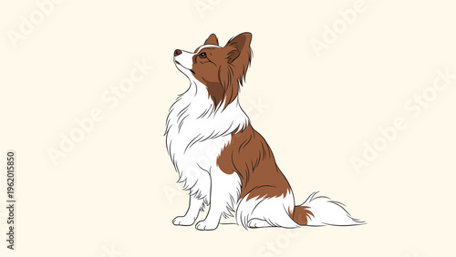 Beautiful papillon dog with distinct butterfly ears sitting and looking up expectantly on a soft beige background.