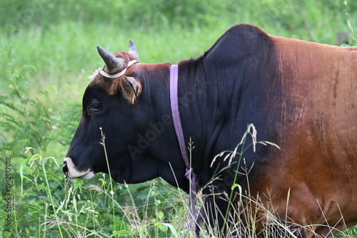 Boeuf  dans un champ