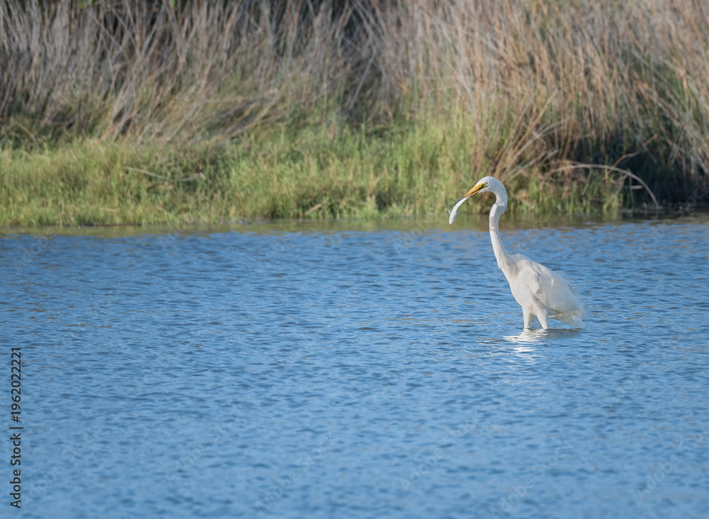 Obraz premium Great Egret with a fish in Coorong National Park , South Australia, Australia