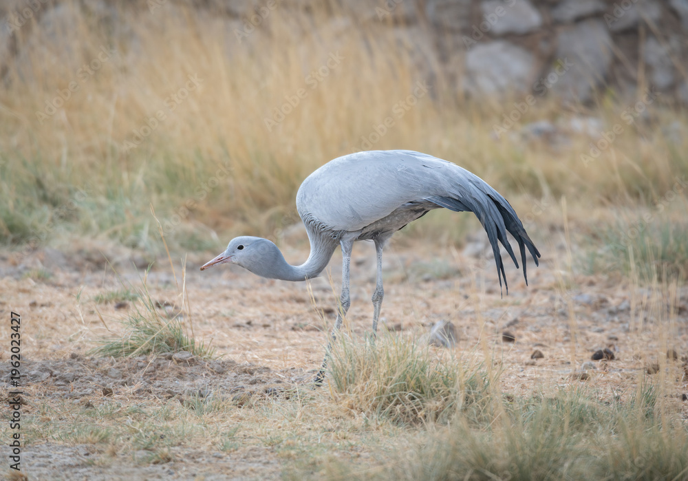 Fototapeta premium Two Blue Cranes searching for food in Etosha National Park, Namibia, Africa