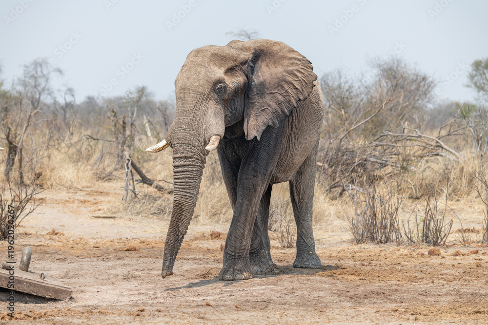 Fototapeta premium Mud covered Elephant stealing water from a broken water pipe near the Boteti River, Botswana, Africa