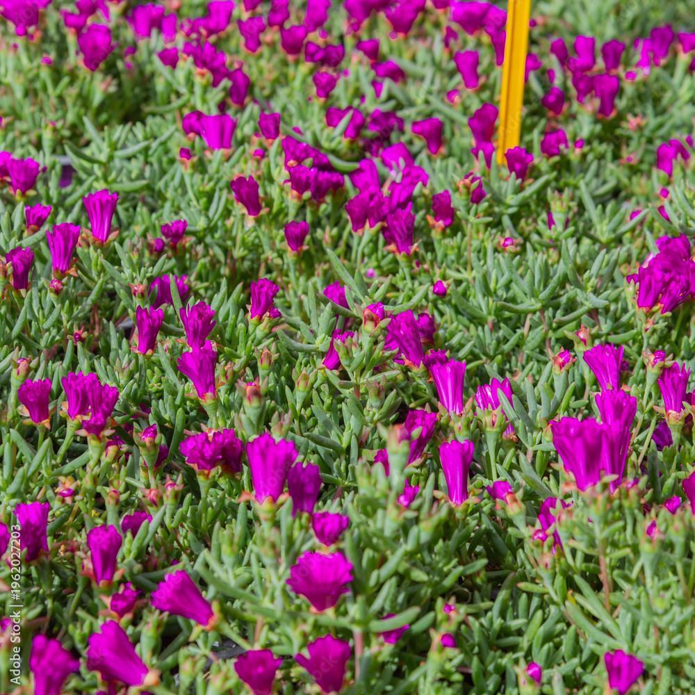 Fototapeta premium Vibrant pink ice plant flowers blooming among green succulent leaves in garden. Colorful groundcover plant in sunlight, natural floral background and spring garden concept.
