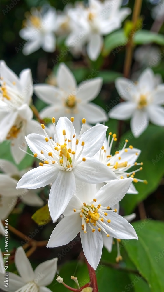 Obraz premium A close-up of white flowers with yellow centers