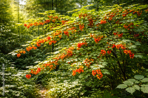 Wild Salmonberry Bush with Ripe Orange Berries in Forest – Natural Berry Plant in Woodland