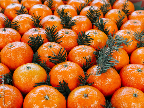 Fotografie Fresh oranges arranged with pine branches at a market during the harvest season