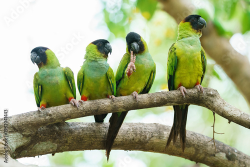 Nanday parakeet (Aratinga nenday)
