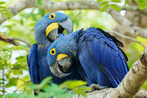 Hyacinth macaw (Anodorhynchus hyacinthinus)