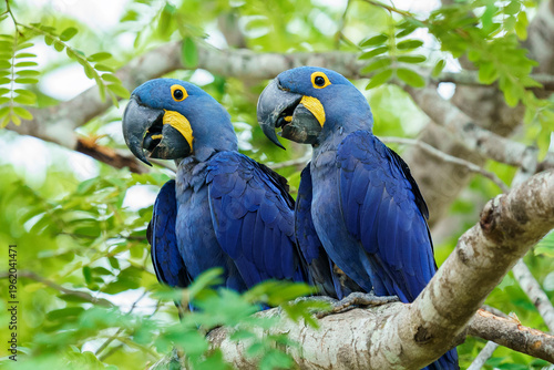 Hyacinth macaw (Anodorhynchus hyacinthinus)