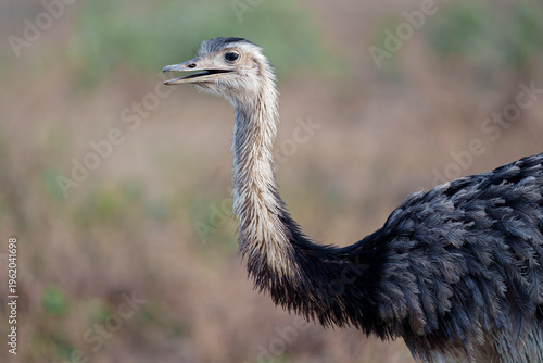 Greater rhea (Rhea americana)