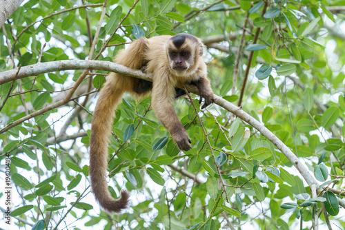 Foto Azaras's capuchin or hooded capuchin (Sapajus cay)