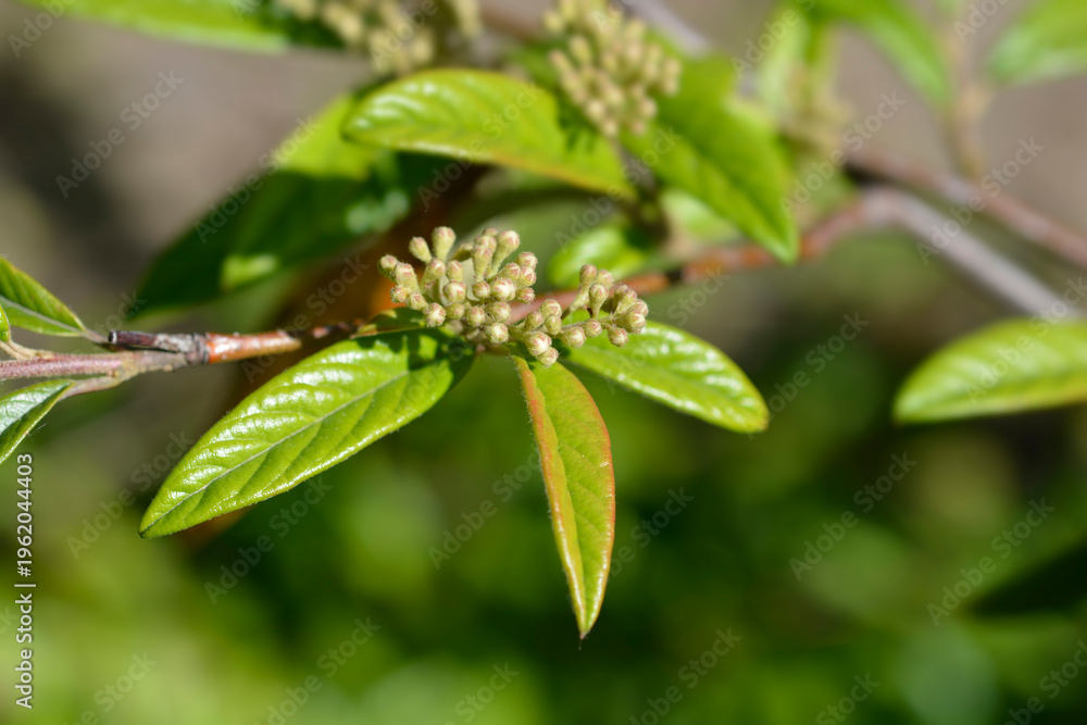 Obraz premium Willow-leaved cotoneaster branch with flower buds - Latin name - Cotoneaster salicifolius