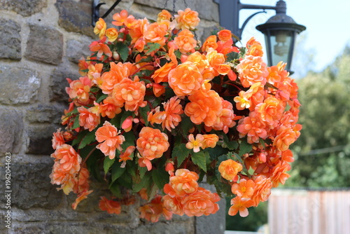 Φωτογραφία Orange trailing begonias in a hanging basket