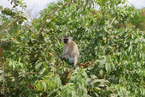Foto Affe als Grüne Meerkatze bezeichnet im Baum im Tsavo Nationalpark in Kenia