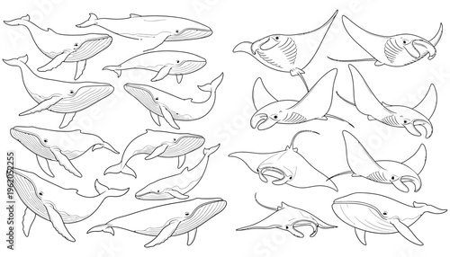 Collection of line art illustrations depicting various types of whales and manta rays in different swimming poses Whales 7 Manta Rays 6 Whales 7 Manta Rays 6 ocean sea marine