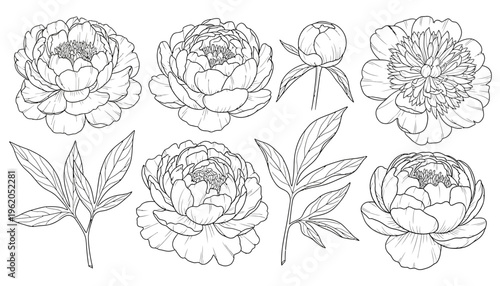 A collection of delicate line art drawings featuring blooming peonies unopened buds and leafy stems showcasing botanical beauty peony flower illustration sketch floral nature