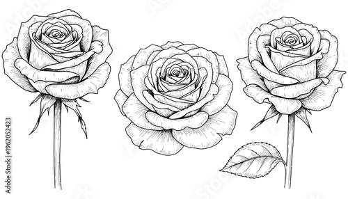 Three detailed hand drawn ink sketch roses in various stages of bloom with stems and a single leaf presented in a classic botanical illustration style flower floral drawing