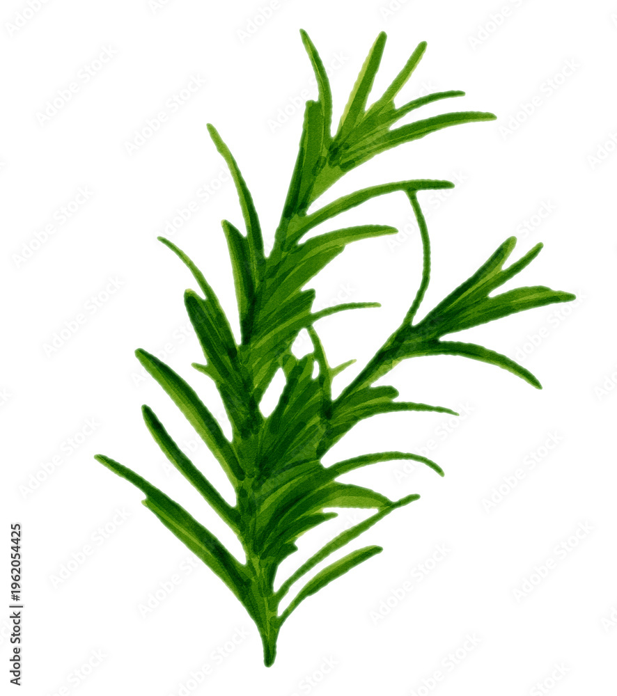Fototapeta premium Watercolor fresh green rosemary herb branch isolated on white