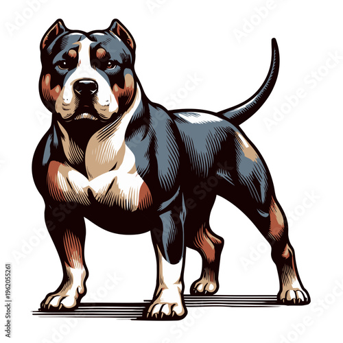 American pitbul terrier vector and illustration.