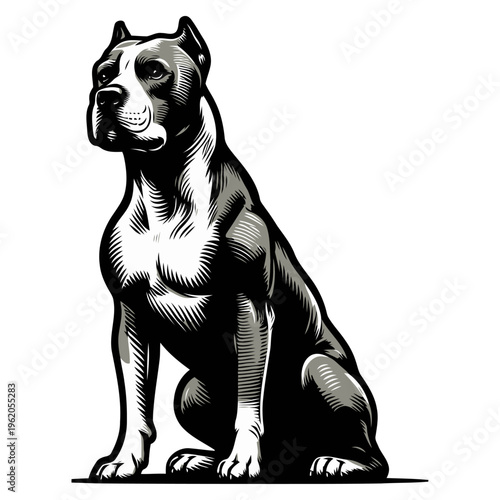 American pitbul terrier vector and illustration.