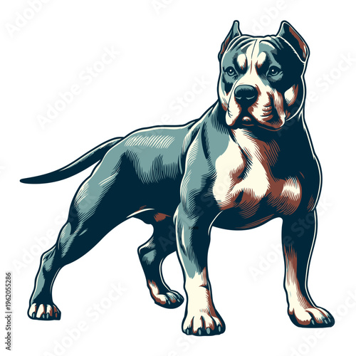 American pitbul terrier vector and illustration.