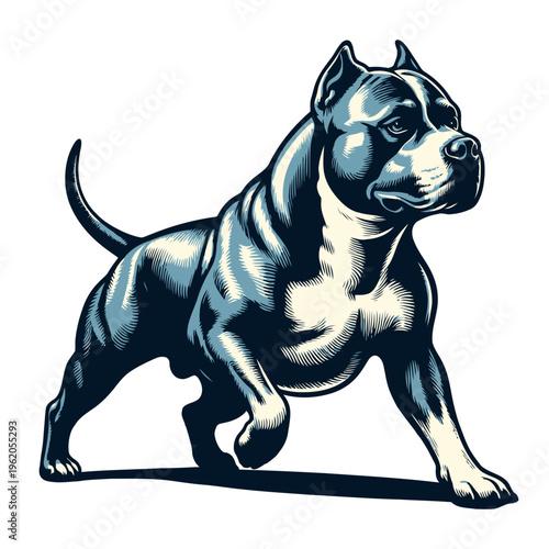American pitbul terrier vector and illustration.