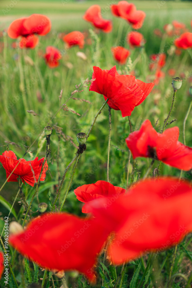 Fototapeta premium red poppy flowers
