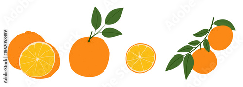 Collection of orange fruit icons including branch with many leaves, whole oranges and round circular cross section for healthy eating design, for juice and cooking design.