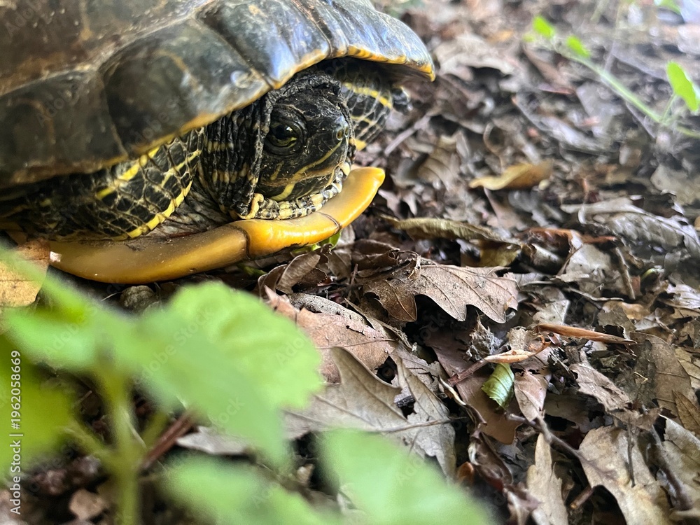 Naklejka premium turtle on the grass