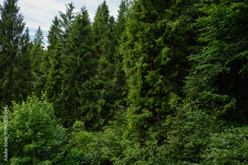 Dense Coniferous Forest on Steep Slope