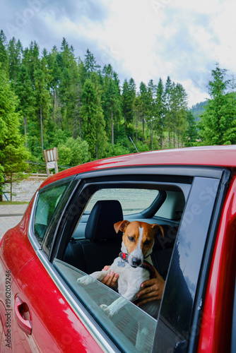 Jack Russell Terrier Travel by Car