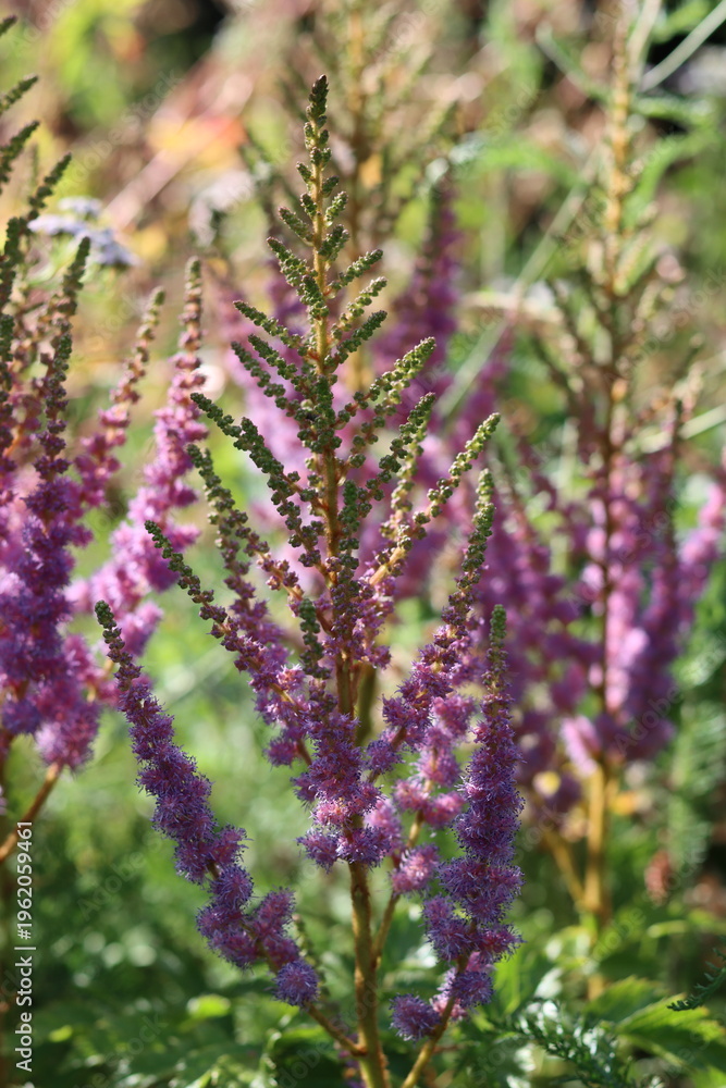 Obraz premium Pink astilbe chinensis flower spikes in a garden
