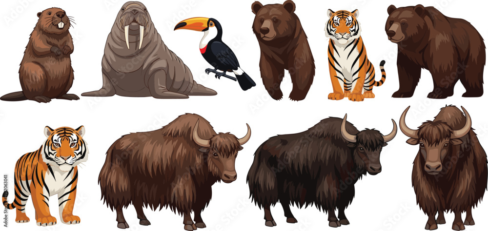 Obraz premium Wild Animal Set Featuring Bear Tiger Yak Walrus Toucan and Beaver Cartoon Characters Collection for Nature Wildlife Illustration and Educational Design Projects
