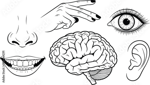 Human senses and brain anatomy line art collection featuring eye ear nose mouth with teeth and hand pointing for education